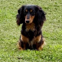 Neela - Dachshund