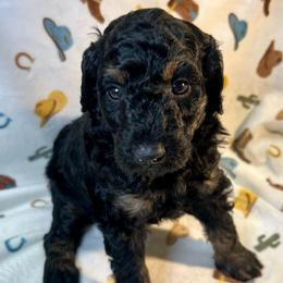 Ranger - Black tri-color male Aussiedoodle puppy in Liberty, Texas from Poodles and Doodles Most Excellent Adventures