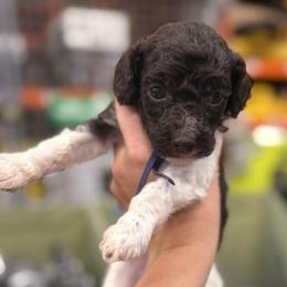 Autumn - Parti female Poodle puppy in Cleveland, Texas from Jolley Poodles