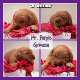 Grimace - Dark golden male Golden Retriever puppy in Driggs, Idaho from SK Golden Retrievers