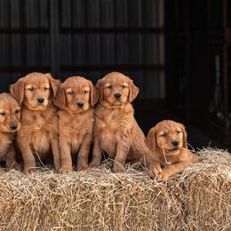 Golden Retrievers from Golden Horse Farm