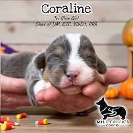 Coraline - Blue female Pembroke Welsh Corgi puppy in Taylorsville, North Carolina from Mill Creek’s Pembroke Welsh Corgis and French Bulldogs