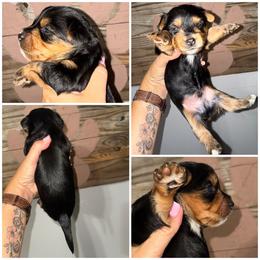 Bozeman (Bo) - Black and gold male Morkie puppy in Cleveland, Tennessee from Moody’s Morkies and More