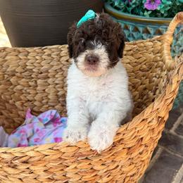 Tribute - Parti female Goldendoodle puppy in Mc Kinney, Texas from Flair Doodles