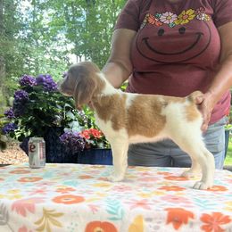 Briar - Orange and white male Brittany puppy in Maidens, Virginia from Labyrinth Brittanys