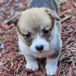 Zero - Red Pembroke Welsh Corgi puppy in Fresno, California from Celestial Corgis