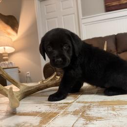 Girl 2 - female Labrador Retriever puppy in Ruth, Mississippi from Red White & True Labradors