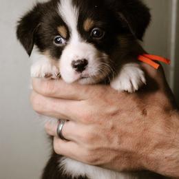 Ruth - Black and tan female Pembroke Welsh Corgi puppy in South Otselic, New York from Ridge Top Corgis