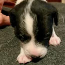 Eliza - Black and white female Jack Russell Terrier puppy in California from Kimberlite