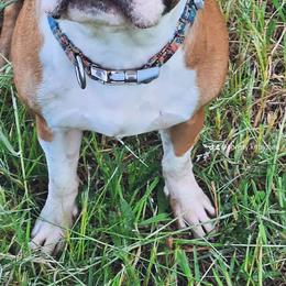 Freedom - Boston Terrier