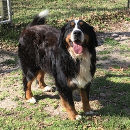 GRASCAL - Bernese Mountain Dog