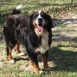 GRASCAL - Bernese Mountain Dog