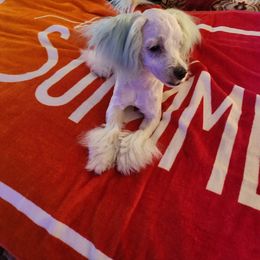 Maltese Puppies from Silver & Sapphire's Designer Puppies