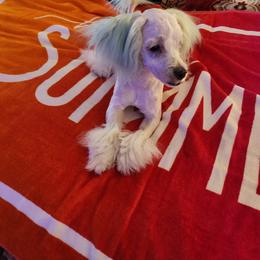Maltese Puppies from Silver & Sapphire's Designer Puppies