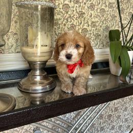 Ralph - Red and white male Cockapoo puppy in Mint Hill, North Carolina from DoodleForever