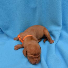 Vizsla Puppies from Summit Vizsla (we can deliver to you)