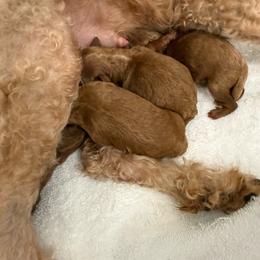 Beau - Red  male Poodle puppy in Auburn, Georgia from Southern Poodles