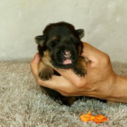 Orange collar - Black and red female German Shepherd puppy in Stockton, California from Zaragoza German Shepherds