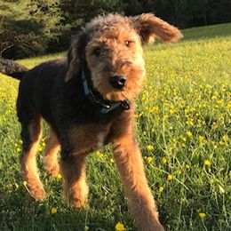 Airedale Terriers from Blue Ridge Airedale's of Virginia