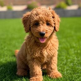 Navy - Red  female Goldendoodle puppy in Phoenix, Arizona from Doodles of the Desert