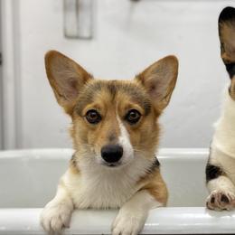 American Corgis and Pembroke Welsh Corgis from Fay River Farm Corgis