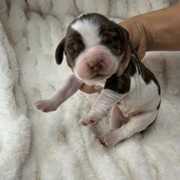 Blue boy - Tri-Roan male English Springer Spaniel puppy in Fairfield, California from Goldridge Springers