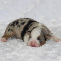 Marriott - Blue merle male Australian Shepherd puppy in Circleville, Utah from Canyon Creek Aussies