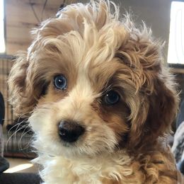Tessa - Cockapoo