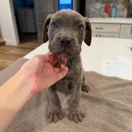 Gray Brindle Male 1 - Gray brindle male Cane Corso puppy in Knoxville, Tennessee from Crowned Corso
