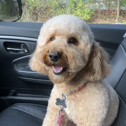 Gingi - Goldendoodle