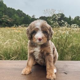 Bernedoodle and Golden Mountain Doodle Puppies from Tilley's Southern Doodles