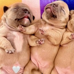 French Bulldogs from Jessie's Frenchies