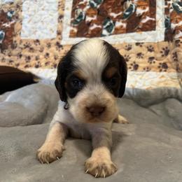 Girl 1 - Liver white and roan female English Springer Spaniel puppy in Tabor City, North Carolina from Big Bay Kennels LLC