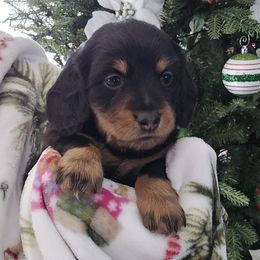 Girl 3 - Black and tan female Dachshund puppy in Willcox, Arizona from Tootsie's Tiny Toes