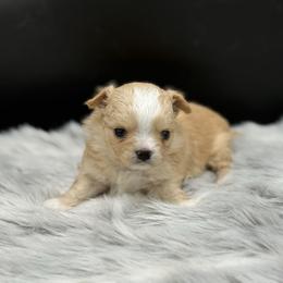 Aros - Cream and white male Chihuahua puppy in Lee Center, New York from Alfheim-Andromeda Chihuahua's (A &A's)