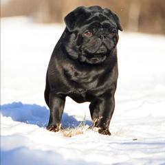 Rick - Pug