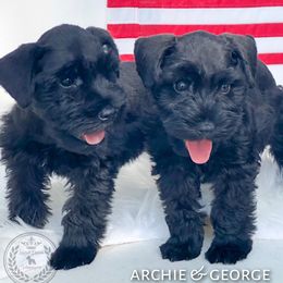 Miniature Schnauzer Puppies from Laurel Crown Schnauzers