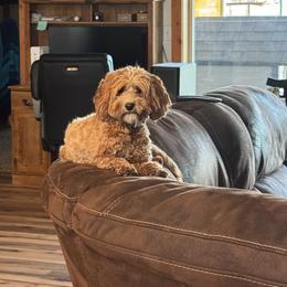 Cavapoos and Dachshunds from Bliss Hafen