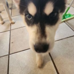 Fluff - Black and white Siberian Husky puppy in Russellville, Alabama from Heart of Dixie Husky Kennels