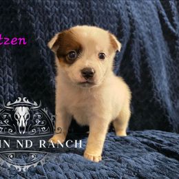 Blitzen - Red speckled female Australian Cattle Dog puppy in Silsbee, Texas from Rockin ND Ranch