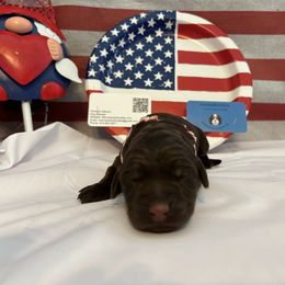 Bernedoodle and Labrador Retriever Puppies from MarmeDuke Doodles