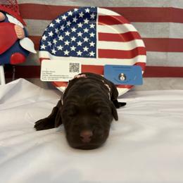 Bernedoodle and Labrador Retriever Puppies from MarmeDuke Doodles