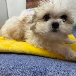Midwest Mini Elliot - Fawn male Mi-Ki puppy in Clearwater, Kansas from Midwest Mini Mi-kis