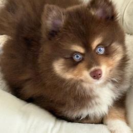 Oso - Chocolate male Pomsky puppy in Harford Mills, New York from Finger Lakes Pomskies