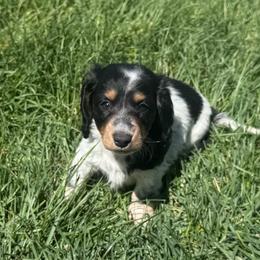 Coral - Piebald female Dachshund puppy in Elko, Nevada from Willow Creek Acres Dachshunds