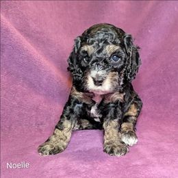 Noelle - Black and tan female Cockapoo puppy in Sunset, Louisiana from Cano Cockapoos