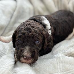 Simon - Light Blue Collar - Parti male Poodle puppy in Monroe, North Carolina from The Klepper Homestead