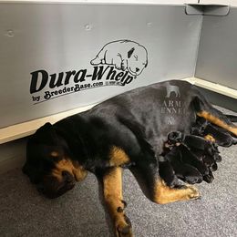 Rottweiler Puppies from KarmaKennelPNW
