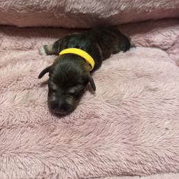 Royal ( yellow collar) - Parti female Miniature Schnauzer puppy in Chicago, Illinois from Cuddly Cutts Pets