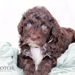 Jesse - Brown and white male Portuguese Water Dog puppy in Asheville, North Carolina from Top Notch Portuguese Water Dogs